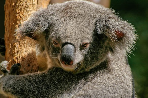 koala-446876_1920