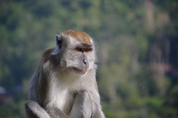 macaque-2171067_1920